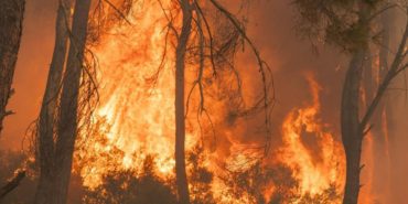 gaziemir-sarnic-orman-yangini