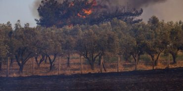 izmirde-ne-kadar-tarim-alani-yandi