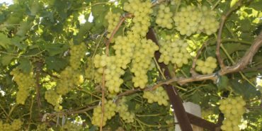 superior-seedless-uzumu