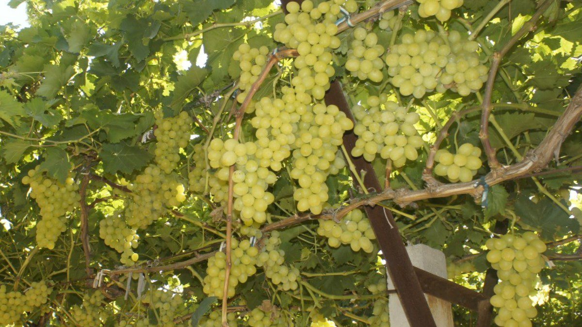 superior-seedless-uzumu