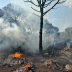 bergama-orman-yangini-son-dakika