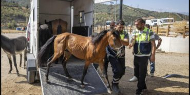 buca-kurtarilan-atlar