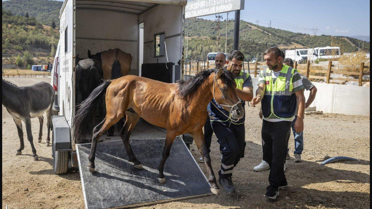 buca-kurtarilan-atlar