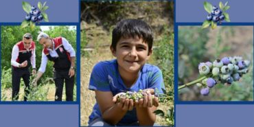 izmir-blueberry-hasadi-odemis-bozdag