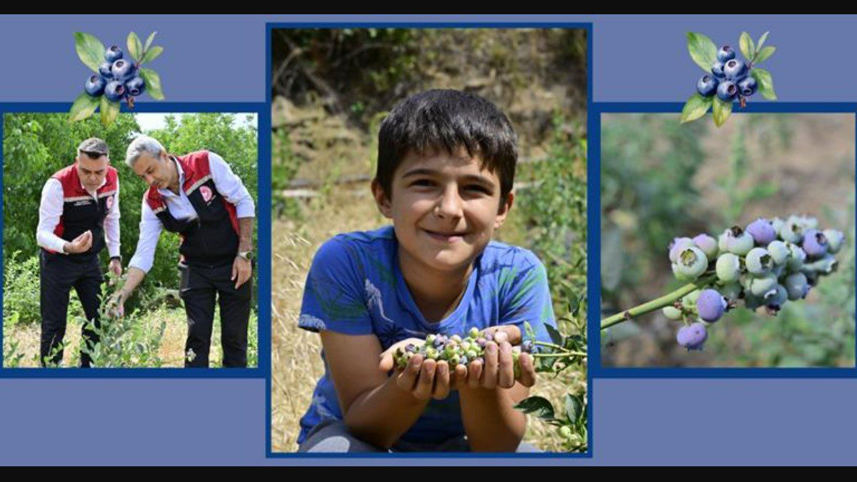 izmir-blueberry-hasadi-odemis-bozdag