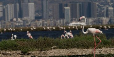 izmir-flamingo-yolu-tekne-turu-2025