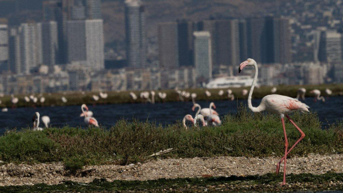 izmir-flamingo-yolu-tekne-turu-2025