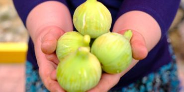 menemen-bozalan-incir-festivali-2025-ne-zaman-nerede