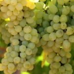 sultani-cekirdeksiz-uzum-ihracati