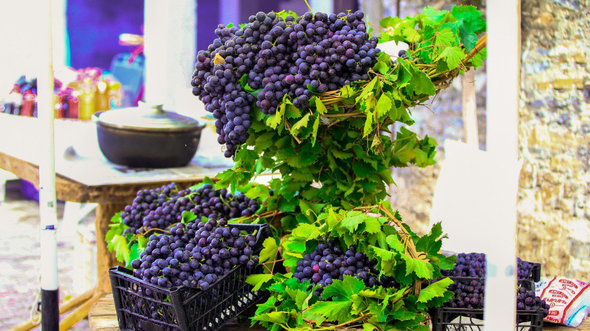 Karabağlar Kavacık Köyü Üzüm Festivali 2025’te Alphonse Lavallee üzümü.