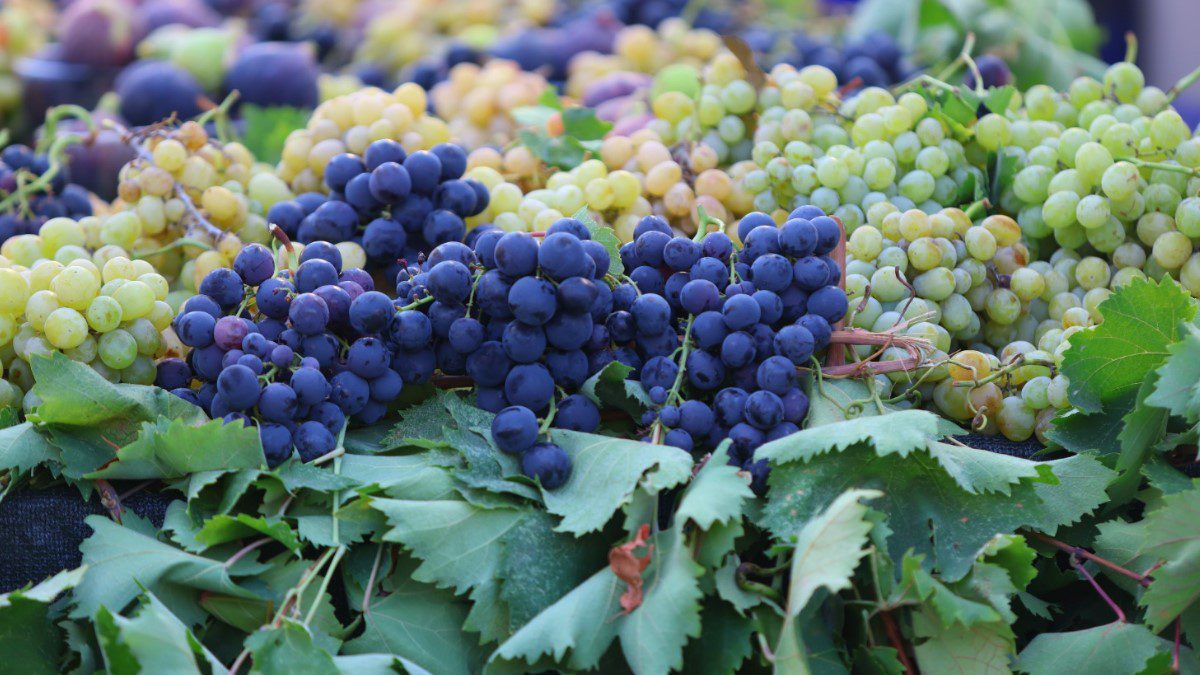 kavacik-uzum-festivali-2025-katilim