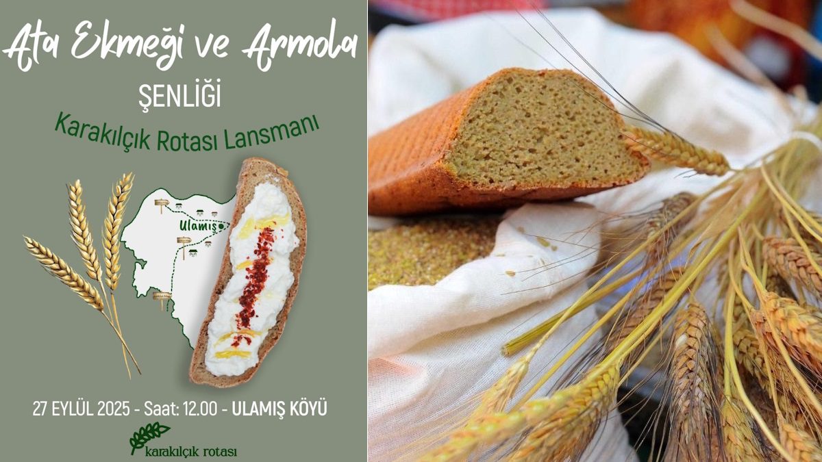 Seferihisar Ulamış Ata Ekmeği Armola Şenliği Karakılçık Rotası Lansmanı ile yapılıyor.