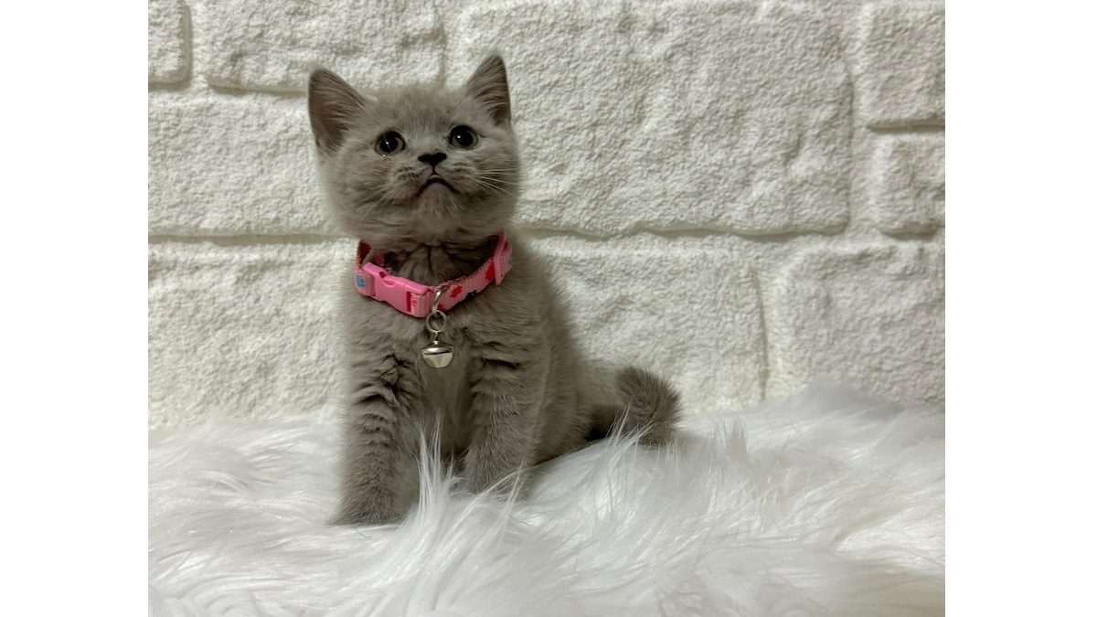 British Shorthair Özellikleri Nelerdir? British Shorthair Kedileri Hakkında Merak Edilenler