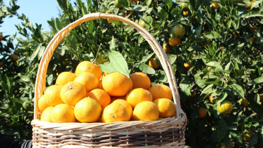 İzmir Ege Bölgesi’nden Satsuma Mandalinanın ihracat yolculuğu 17 Ekim’de başlıyor.