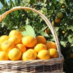 İzmir Ege Bölgesi’nden Satsuma Mandalinanın ihracat yolculuğu 17 Ekim’de başlıyor.