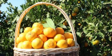 İzmir Ege Bölgesi’nden Satsuma Mandalinanın ihracat yolculuğu 17 Ekim’de başlıyor.