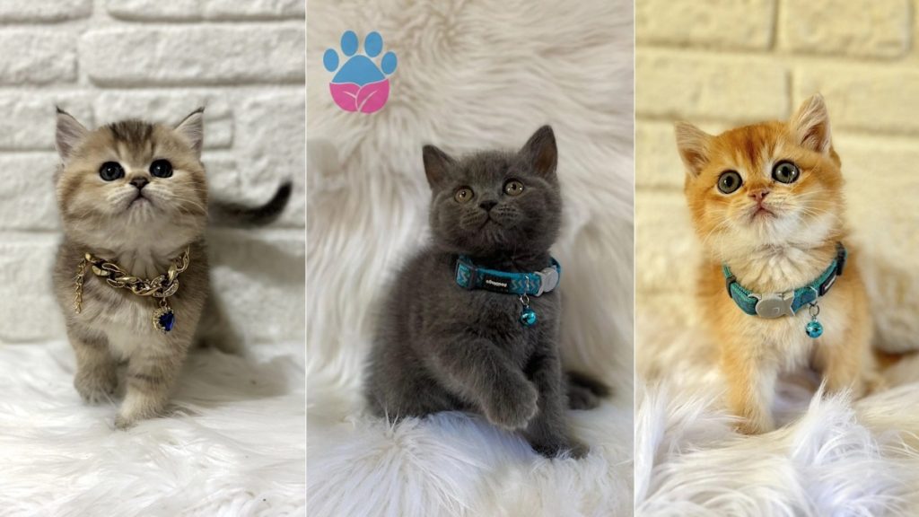 British Shorthair kedi