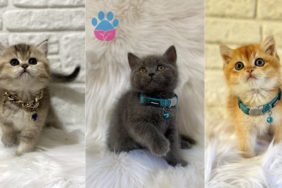 British Shorthair kedi