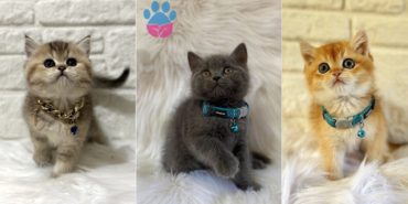 British Shorthair kedi