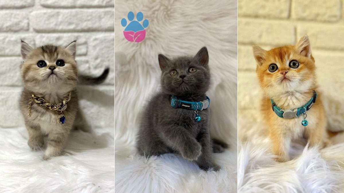 British Shorthair kedi