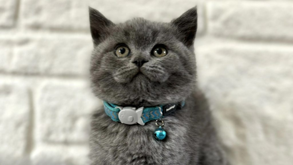 Petyasam.com İle Güvenli ve Bilinçli Kedi Sahiplendirme Deneyimi