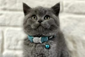 Petyasam.com İle Güvenli ve Bilinçli Kedi Sahiplendirme Deneyimi