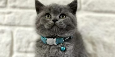 Petyasam.com İle Güvenli ve Bilinçli Kedi Sahiplendirme Deneyimi