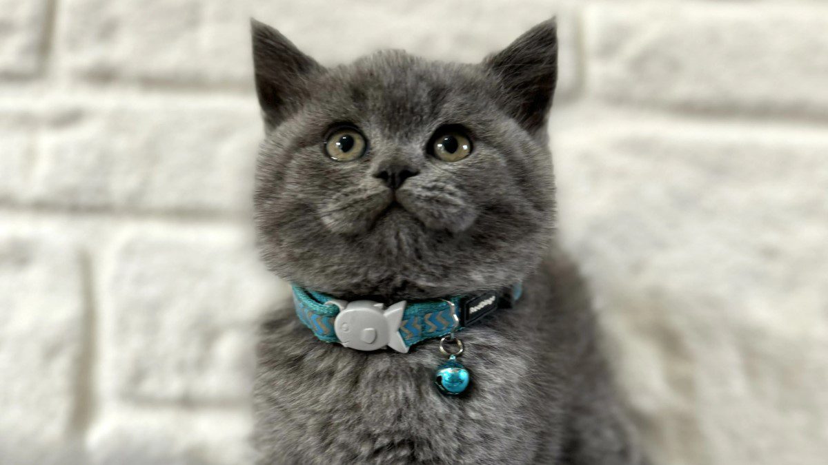 Petyasam.com İle Güvenli ve Bilinçli Kedi Sahiplendirme Deneyimi