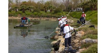 Çakalburnu Lagünü’nden Körfez’e Yayılan Yosunlara Yoğun Müdahale