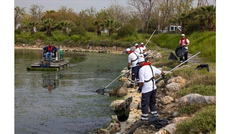 Çakalburnu Lagünü’nden Körfez’e Yayılan Yosunlara Yoğun Müdahale