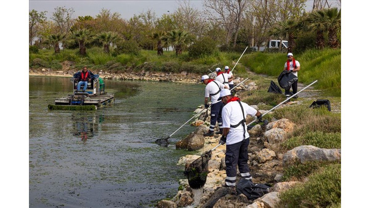 Çakalburnu Lagünü’nden Körfez’e Yayılan Yosunlara Yoğun Müdahale