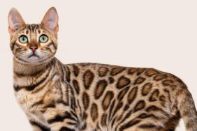 Hipoalerjenik Kedi Maması: Hassas Bünyeli Kediler İçin Neden Daha Farklı Düşünülmeli?