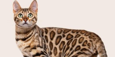 Hipoalerjenik Kedi Maması: Hassas Bünyeli Kediler İçin Neden Daha Farklı Düşünülmeli?