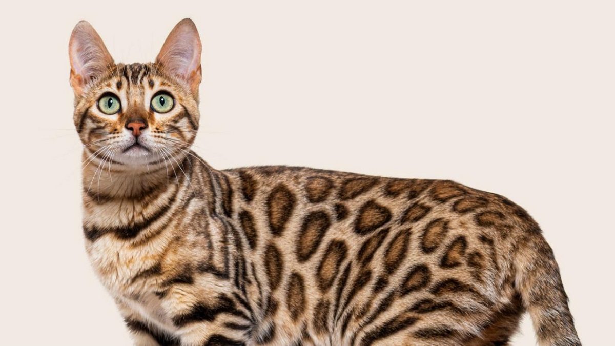 Hipoalerjenik Kedi Maması: Hassas Bünyeli Kediler İçin Neden Daha Farklı Düşünülmeli?