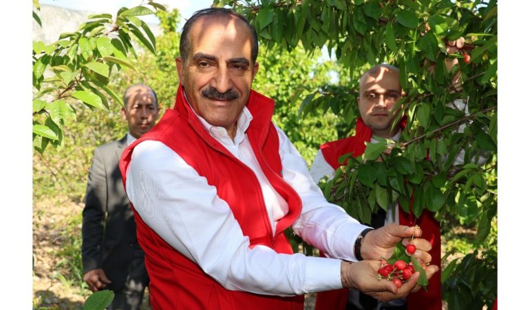 Kiraz Hasreti bu Sene Bitiyor