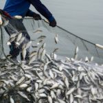 Su Ürünleri Sektörü İlk Çeyrekte İhracatını Yüzde 24 Artırdı