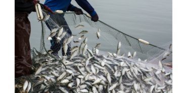 Su Ürünleri Sektörü İlk Çeyrekte İhracatını Yüzde 24 Artırdı