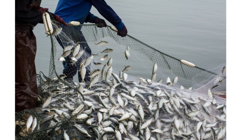 Su Ürünleri Sektörü İlk Çeyrekte İhracatını Yüzde 24 Artırdı