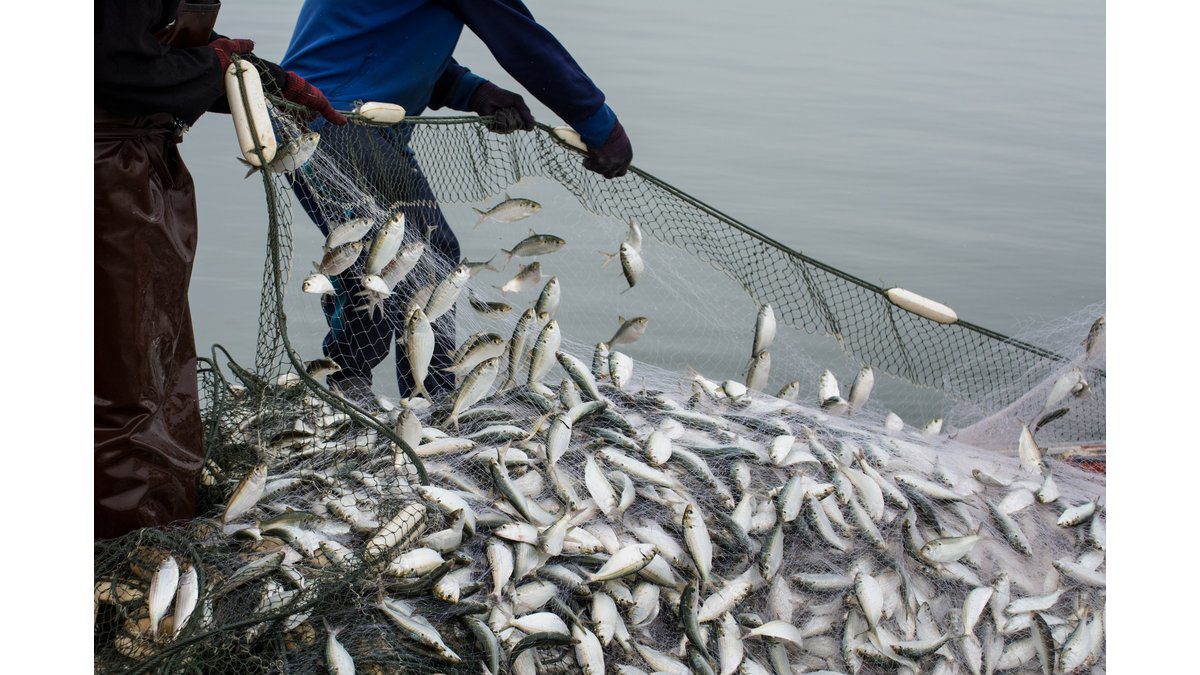 Su Ürünleri Sektörü İlk Çeyrekte İhracatını Yüzde 24 Artırdı